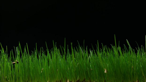 Timelapse growing grass