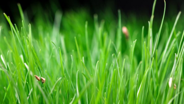 Timelapse growing grass close up