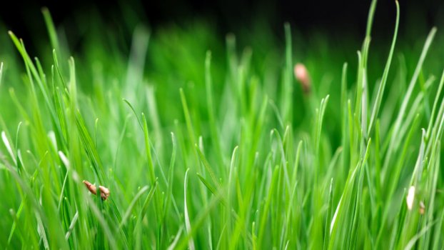 Timelapse growing grass close up