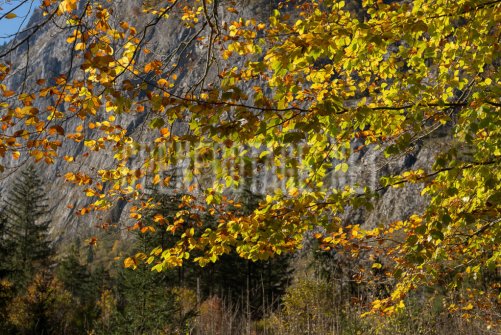 00424_OpenfootageNET_autumn_Preview_ (11 von 91)
