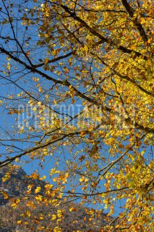 00424_OpenfootageNET_autumn_Preview_ (15 von 91)