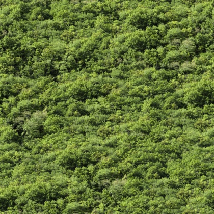 OpenfootageNETVinesII_02