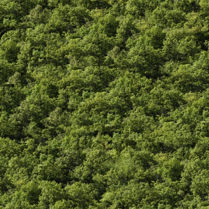 OpenfootageNETVinesII_03