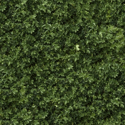 OpenfootageNETVinesII_05