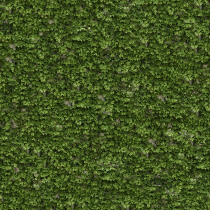 OpenfootageNETVinesII_07