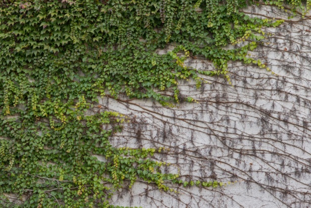 OpenfootageNET_Texture_ivy