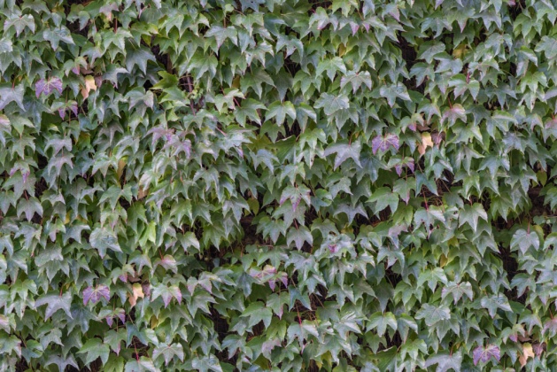 OpenfootageNET_Texture_ivy2_tiling