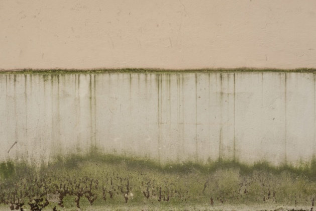 OpenfootageNET_Texture_mossy_plinth area 7360 × 4912