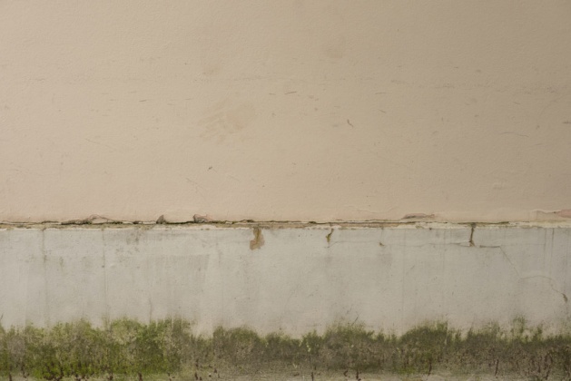 OpenfootageNET_Texture_mossy_plinth area2 7360 × 4912