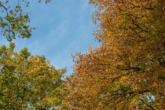 OpenfootageNET_reference_autumn_trees