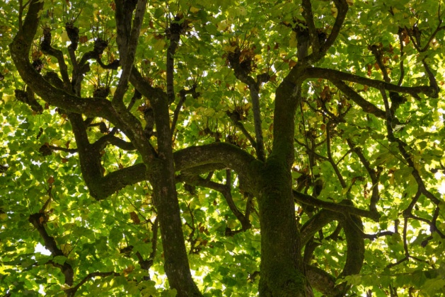 OpenfootageNET_reference_undertree_light