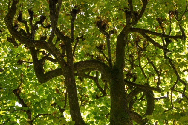 OpenfootageNET_reference_undertree_light2