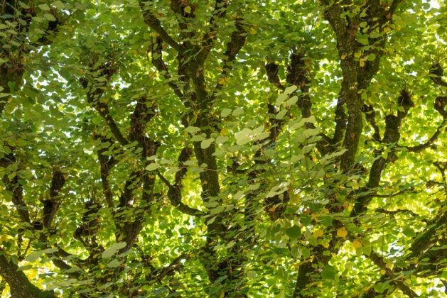 OpenfootageNET_reference_undertree_light3