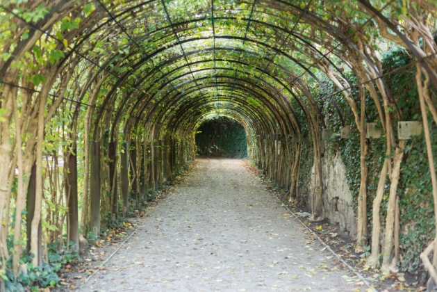 OpenfootageNET_reference_vinestunnel