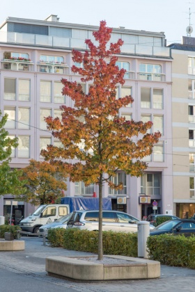 OpenfootageNET_smal_autumn_tree02