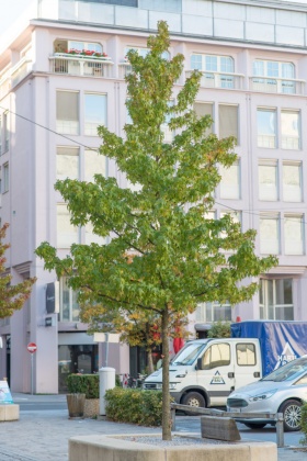 OpenfootageNET_smal_autumn_tree03