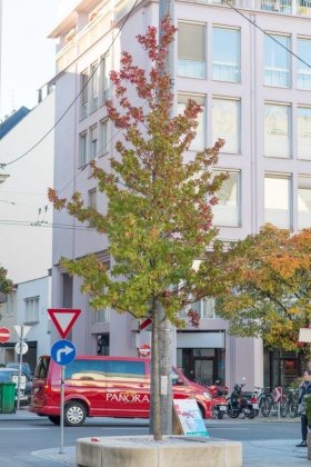 OpenfootageNET_smal_autumn_tree04