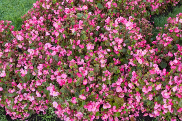 OpenfootageNET_texture_pink_plants