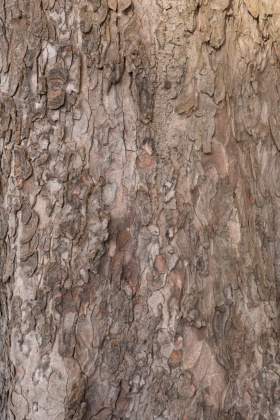 OpenfootageNET_textures_bark