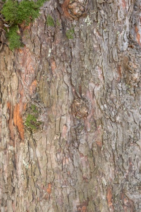 OpenfootageNET_textures_barks