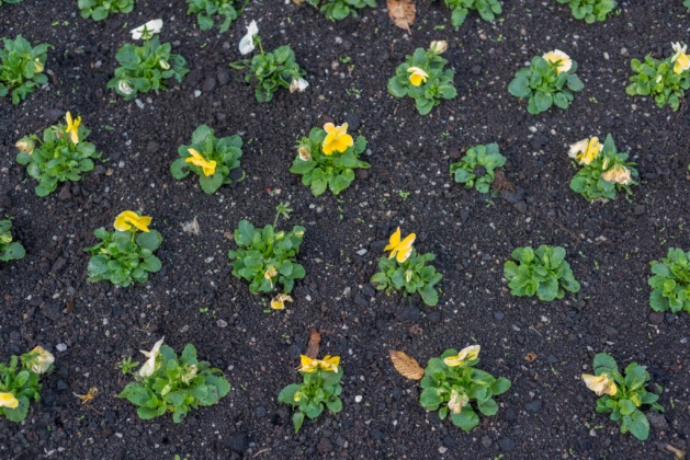 OpenfootageNET_textures_fresh_planted_stiefmütterchen plant