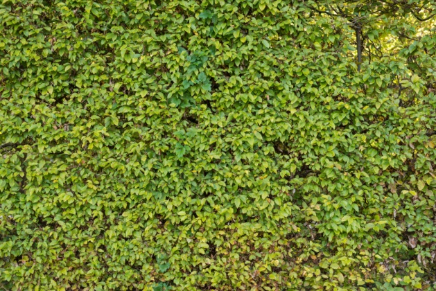 OpenfootageNET_textures_hedge