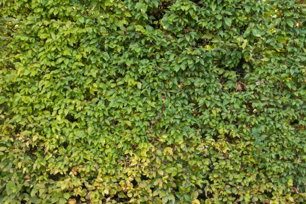 OpenfootageNET_textures_hedge2
