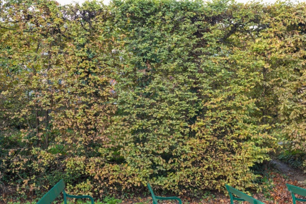 OpenfootageNET_textures_hedge3