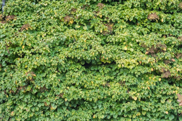 OpenfootageNET_textures_hedge_bigleaves
