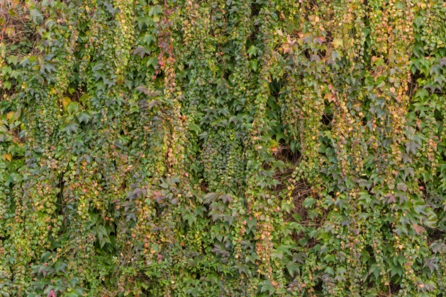 OpenfootageNET_textures_ivy_wall 7360 × 4912