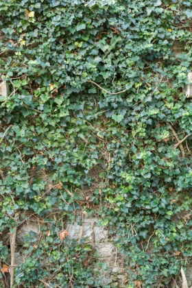 OpenfootageNET_textures_ivy_wall