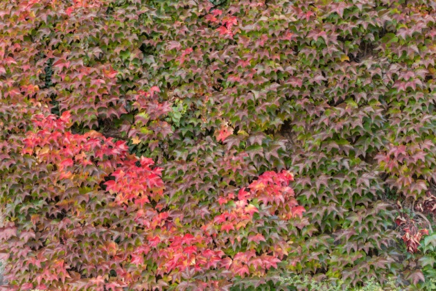 OpenfootageNET_textures_ivy_wall2_autumn 7360 × 4912