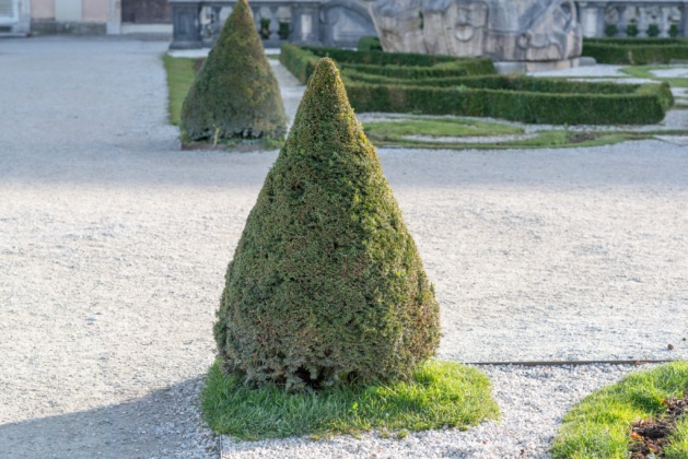 OpenfootageNET_textures_little_tree 7360 × 4912