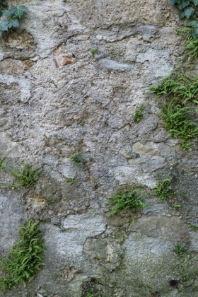 OpenfootageNET_textures_oldstonewallwithplants