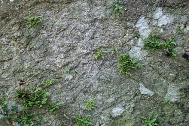 OpenfootageNET_textures_oldstonewallwithplants2