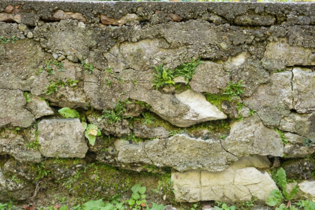 OpenfootageNET_textures_oldstonewallwithplants3