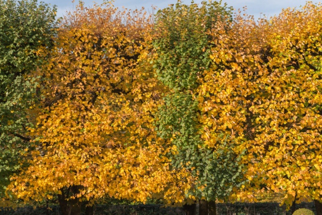OpenfootageNET_textures_treeleaves_autumn 7360 × 4912