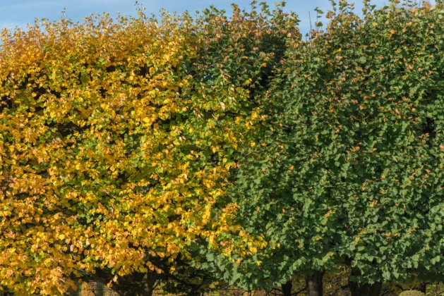 OpenfootageNET_textures_treeleaves_autumn2 7360 × 4912