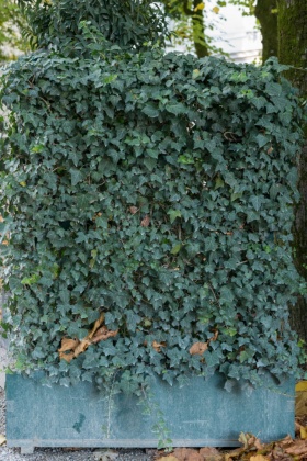 OpenfootageNET_textures_vineelement