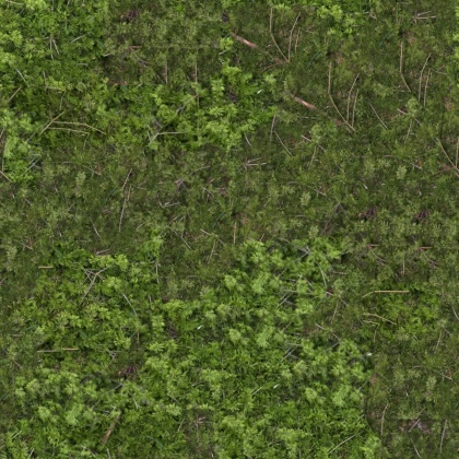 grass moss forrest ground texture 2k tileable