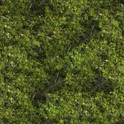 grass moss forrest ground texture 2k tileable