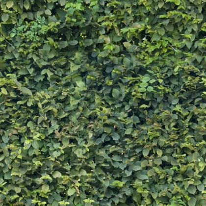 hedge texture green tileable