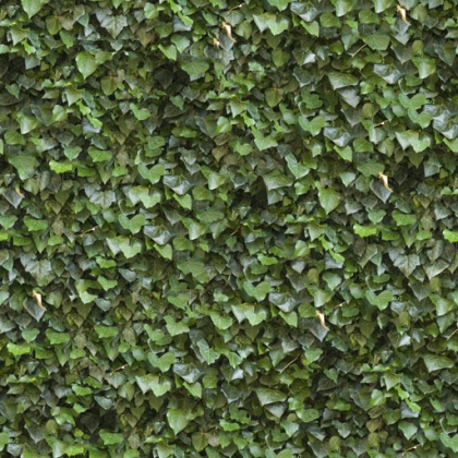 hedge texture green tileable