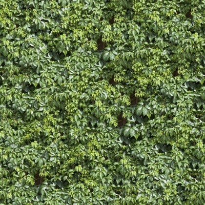 hedge texture green tileable