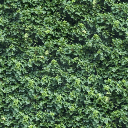 hedge texture green tileable