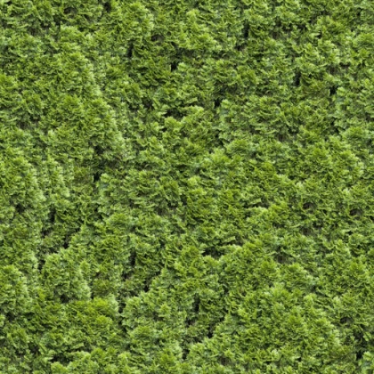 hedge texture green tileable