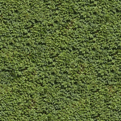 hedge texture green tileable