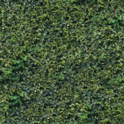 hedge texture leave tileable