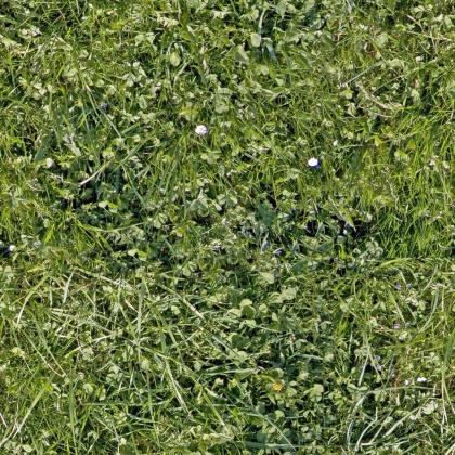 grass5 copy