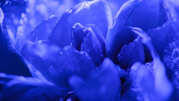 Timelapse UV illuminated aestethic macro rose 2